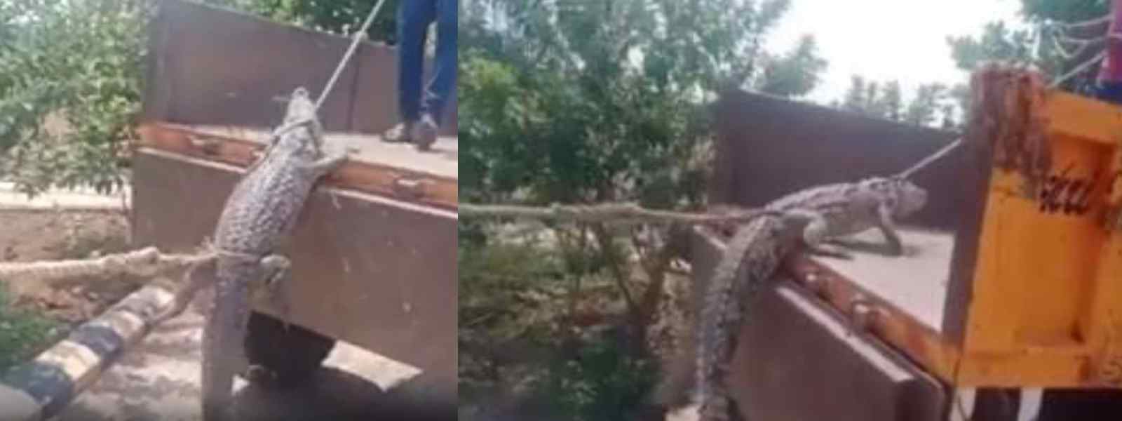 කිඹුලෙක් අරන් විදුලි දෙපාර්තමේන්තුවට ගිය ගොවීන්..